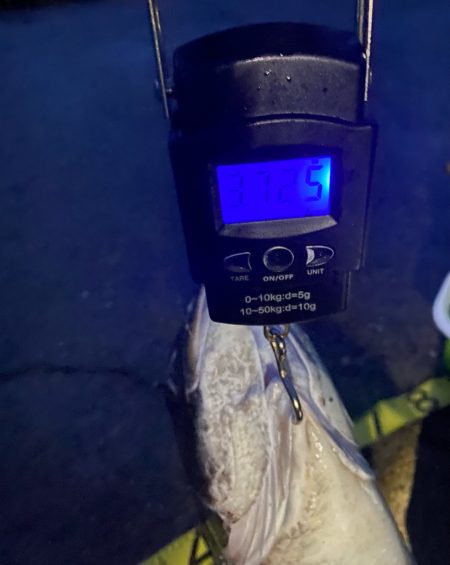 エギングでショアレッド降臨