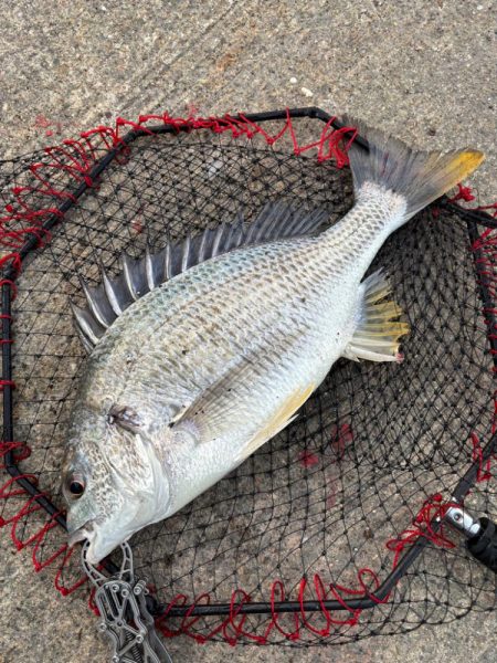 ヘチってきました