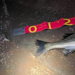 久しぶりに60を超えたか⁉︎