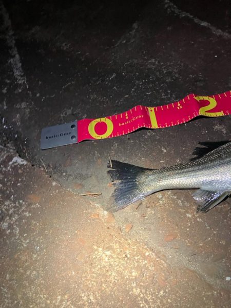 久しぶりに60を超えたか⁉︎