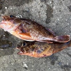 エビ撒きでセイゴ連れてます