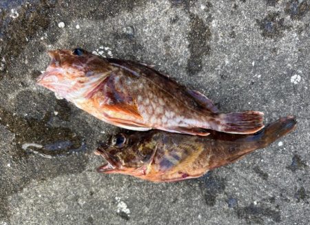 エビ撒きでセイゴ連れてます