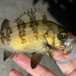 43cmのビッグな外道!