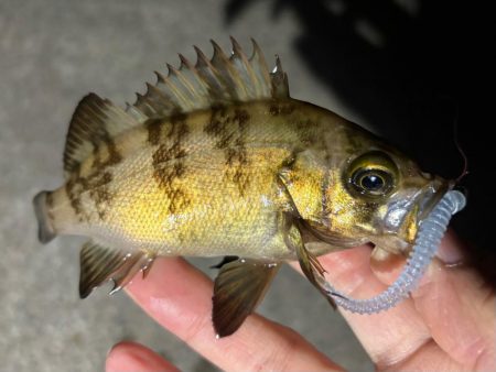 43cmのビッグな外道！