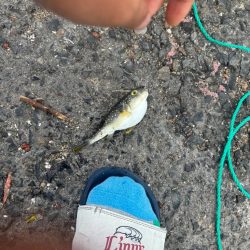 チヌ狙いだがボラ祭りに、、、