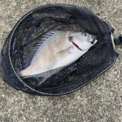 キビレ2、シーバス1