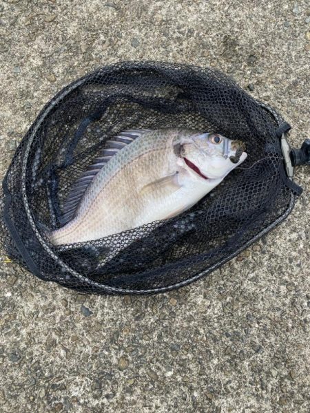 キビレ2、シーバス1