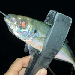 数釣りアジング
