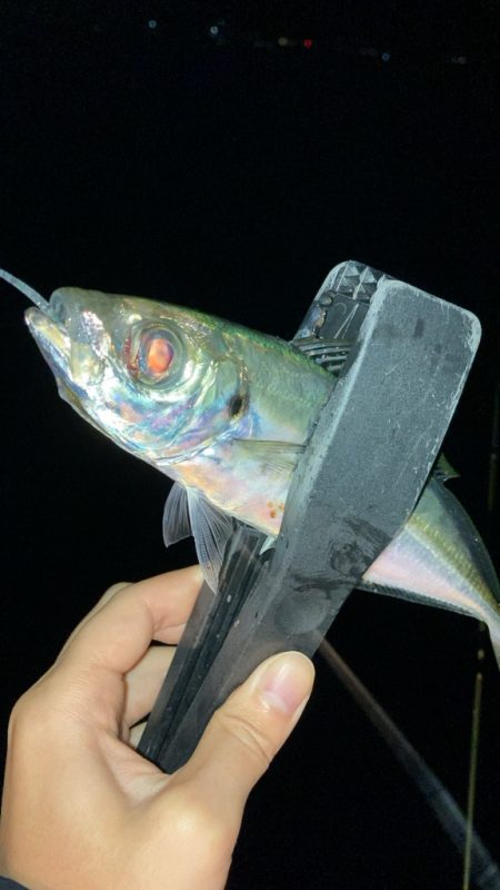 数釣りアジング