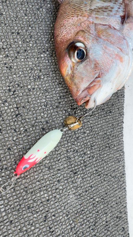 シーバス/キャスティング