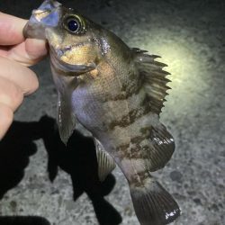 初夏のメバリング