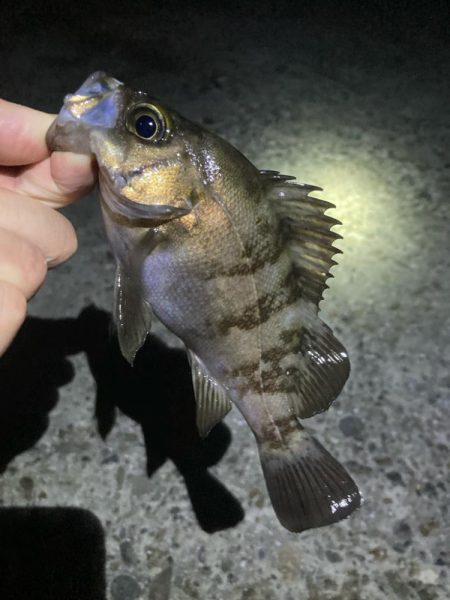 初夏のメバリング