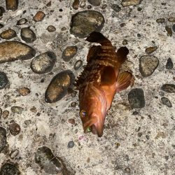 久しぶりのヒラメ