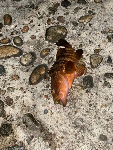 久しぶりのヒラメ