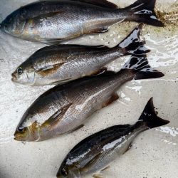 大原沖、LTイサキ