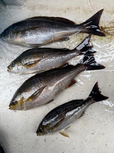 大原沖、LTイサキ