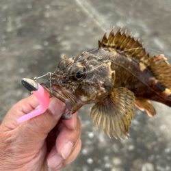 久しぶりのアコウ調査