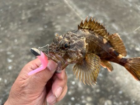 久しぶりのアコウ調査