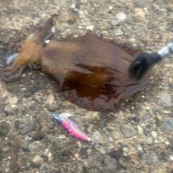 春イカ　爆釣でした