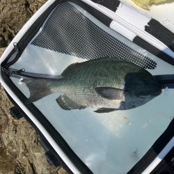 沖磯で梅雨グレ狙い