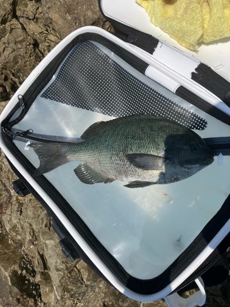 沖磯で梅雨グレ狙い