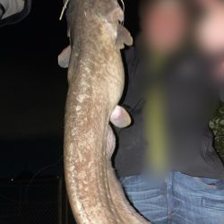 手長エビ掬いとナマズ釣り