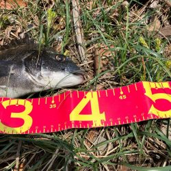 今年初の落とし込みは成功！