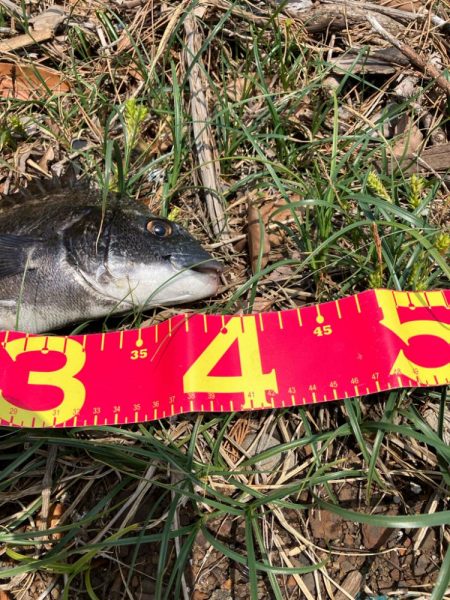 今年初の落とし込みは成功！