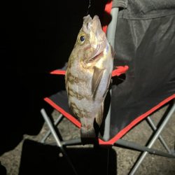 東二見メバル18