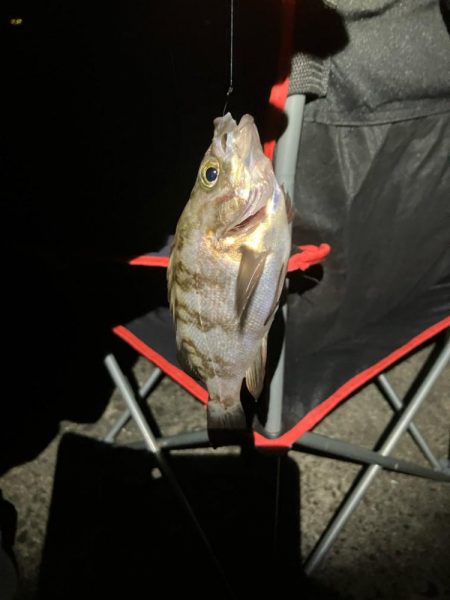 東二見メバル18