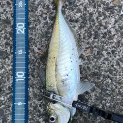 はじまりましたー٩( ᐛ )و