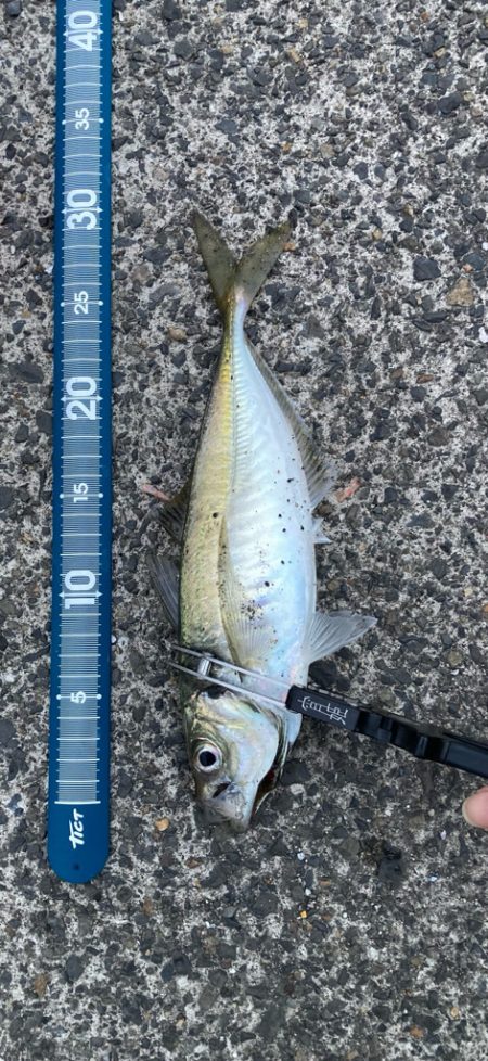 はじまりましたー٩( ᐛ )و