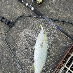 今シーズン初ショアジギでハットトリック