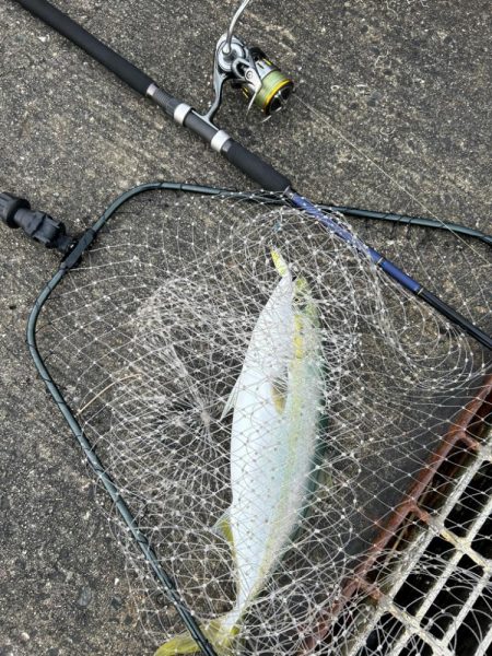 今シーズン初ショアジギでハットトリック