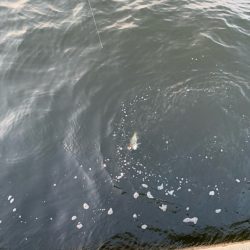 朝マヅメシーバス2匹