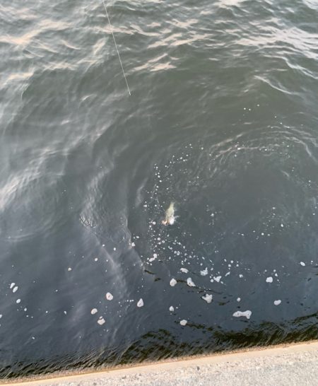 朝マヅメシーバス2匹