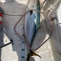 若狭湾、ブリ注意報！！