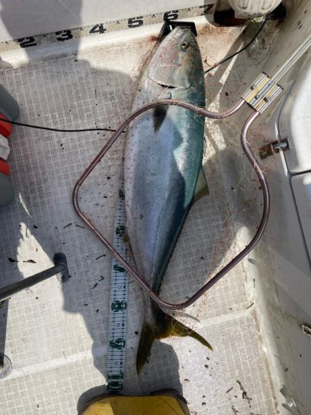 若狭湾、ブリ注意報！！