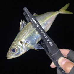 アジングつ抜け