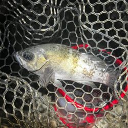 新しいデザインのワームでメバリング