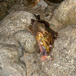 シーバスとカサゴ