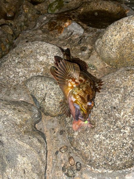 シーバスとカサゴ