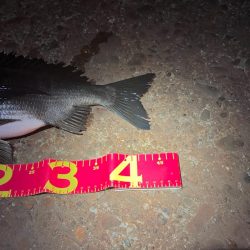 マニックに食ってきた！