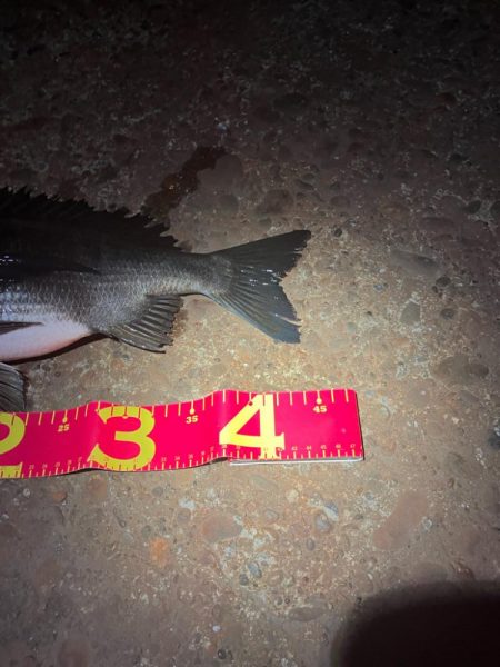 マニックに食ってきた！