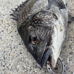 チヌ、ガシラ好調です♪