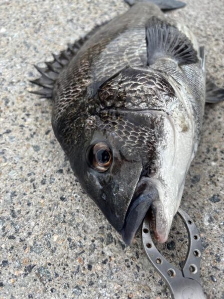 チヌ、ガシラ好調です♪