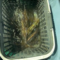 ヤリイカメタル