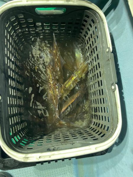 ヤリイカメタル