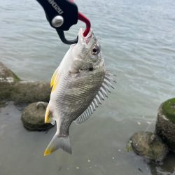 本日2回戦目は淀川で！