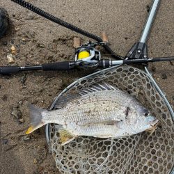 満月周り中潮の淀川キビレ